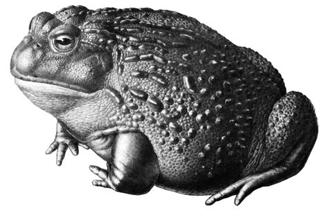 frog game|FROG.IO .